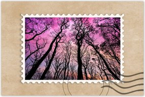 Poszterek 60x40 Erdő Fák Kilátás alulról