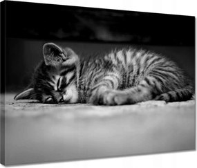 Vászonkép 40x30 Cica