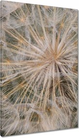 Vászonkép 80x120 Pitypang Virág Virágok