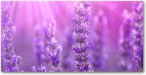 Üvegpanel konyhába Levendula 140x70 cm Ragasztó