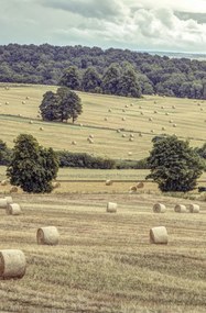Poszter 53x81cm Szénakazalok a mezőkön 2, Assaf Frank