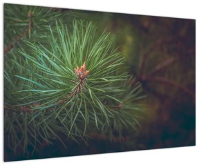 Kép - Fenyőfa részlete (90x60 cm)