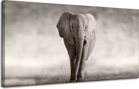 Vászonkép Fekete-fehér Elefánt Pózoló Afrika 120x60 cm
