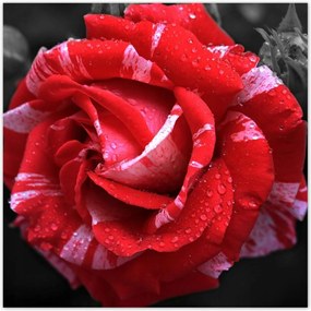 Poszterek 70x70 Fehér-piros rózsa