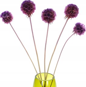 Stabilizált Driakiew Csillag scabiosa lila 5 db szárított virág