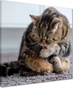 Vászonkép 50x50 Cica