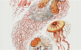 Fali tapéta Panorámával Fantázia medúzák 416x254 Ragasztó