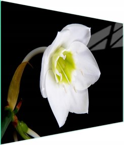 Üveg Vágódeszka 52x30 Orchidea Edzett Üveg