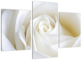 Kép - fehér, rózsák (90x60cm)