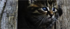 Cica képe (120x50 cm)