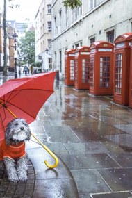 Poszter 30x45cm Kutya esernyővel a londoni utcában, Assaf Frank