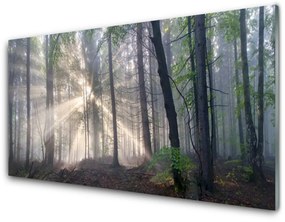 Üvegkép Természet Erdei fák 100x50 cm