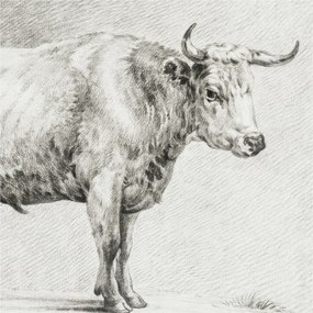 Fotótapéta Flizelina Nappali és Hálószoba Bika ceruza 250x250 Ragasztó