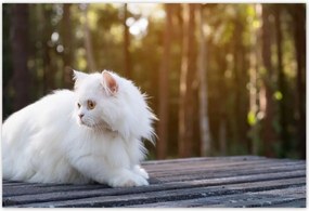 Poszterek 155x105 Cica Cicák