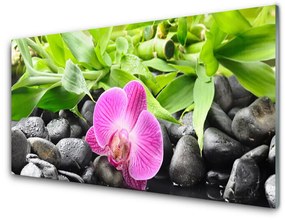 Akrilüveg fotó Orchidea virágok Plant 100x50 cm 2 fogas