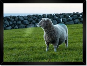 Poszterek keretben 40x30 Juh legeltetés Bárányok