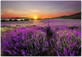 Fotótapéta flizelina 416x290 Levendula mező Nyugat