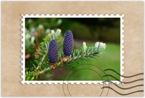 Poszterek 60x40 Lila tobozok