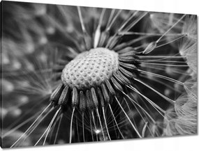 Vászonkép 120x80 Pitypang Virág Virágok