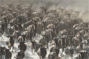 Kép - Gnúcsorda (90x60 cm)