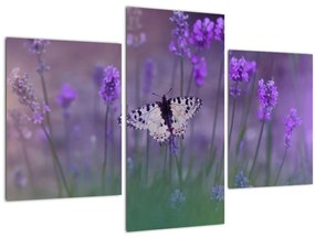 Kép - Pillangó a levendulán (90x60 cm)