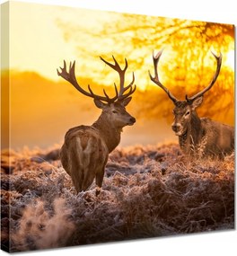 Vászonkép 20x20 Szarvasok a bömbölőn