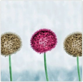 Poszterek 100x100 Pitypangok