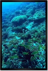 Poszterek keretben 40x60 Víz alatti haltúra