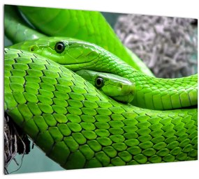 Zöld kígyók képe (üvegen) (70x50 cm)