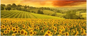 Kép - Napraforgó mező (120x50 cm)
