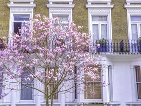 Poszter 40x30cm Magnóliafa a londoni ház előtt, Assaf Frank