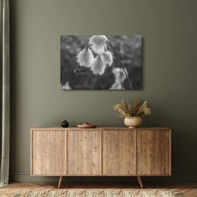 Kép - Cottongrass (90x60 cm)