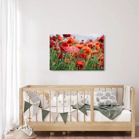 Egy kép a pipacs mezőről (90x60 cm)