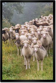 Poszterek keretben 40x60 Juh legeltetés Bárányok