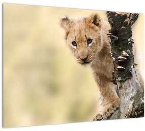 Egy oroszlán kölyök képe (üvegen) (70x50 cm)