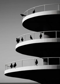 Poszter 39,5x55cm Holló árnyalatok