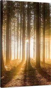 Vászonkép Nap az erdőben Fény fák 70x120 cm