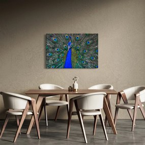 Kép - Páva (90x60 cm)