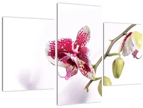 Orchidea virág képe (90x60 cm)