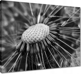 Vászonkép 50x40 Pitypang Virág Virágok