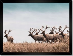 Poszter keretben 40x30 Szarvascsorda Szarvak