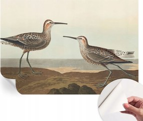 Fotótapéta Öntapadós Dekoratív Tapéta Madár sziluettek 152x104 cm