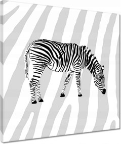 Vászonkép 40x40 Zebra csíkok
