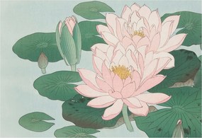 Flizelin Dekoratív fotótapéta Hálószobába Vízi lótusz 152x104 Ragasztó