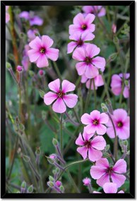 Poszter keretben 40x60 Lila virágok