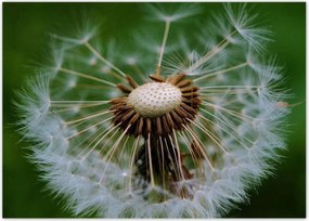 Poszterek 70x50 Pitypang Virág Virágok