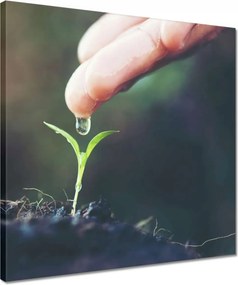 Vászonkép 40x40 Palánta növény csepp