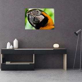 Papagáj képe (üvegen) (70x50 cm)