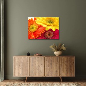 Kép - Virágok Gerbery (70x50 cm)
