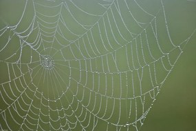 Poszter 45x30cm Pókháló, Assaf Frank